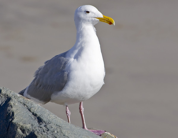 Ruffled Feathers