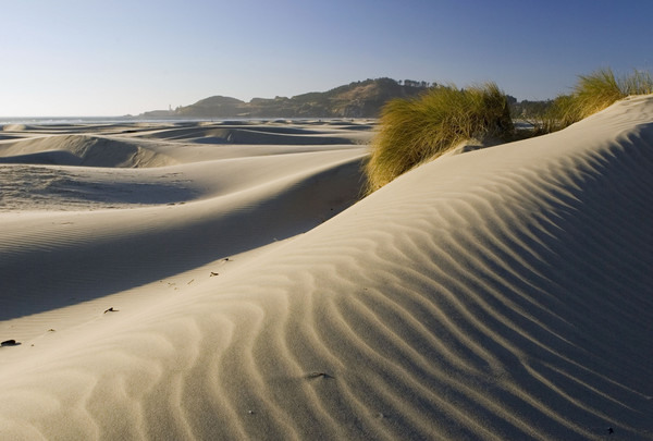 Dune Ripples