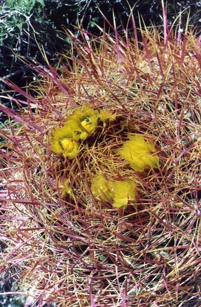 Springtime Joshua Tree 1