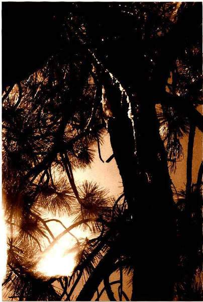 Idyllwild Sap Tree