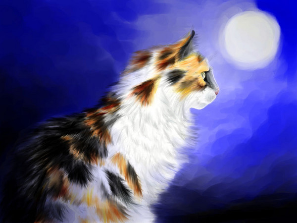 Night Owl