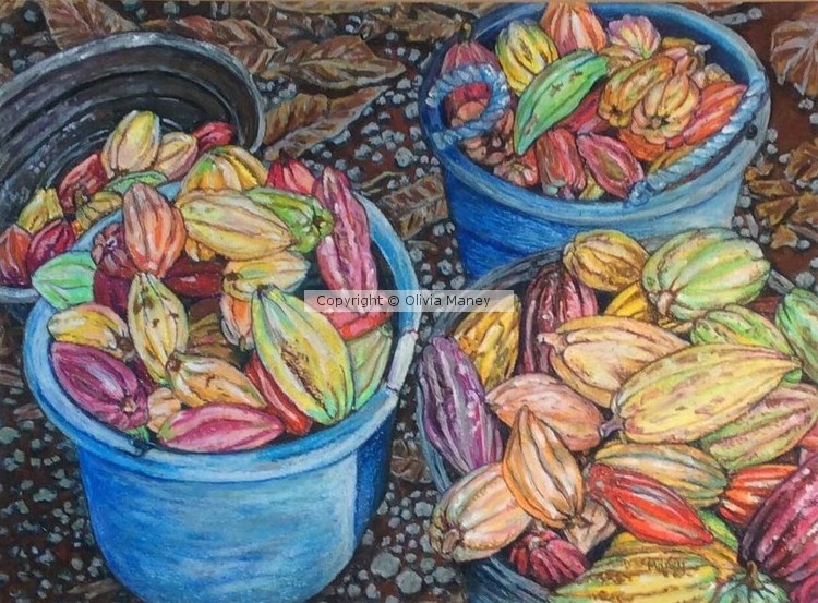 Kona Cocoa Pods
