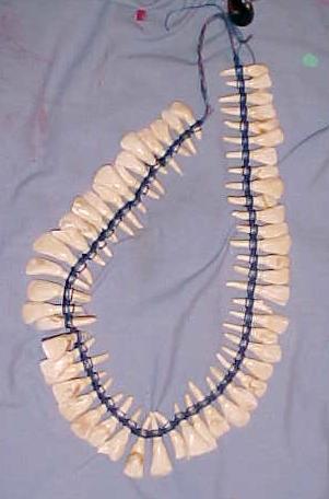 Horse Teeth Neclace