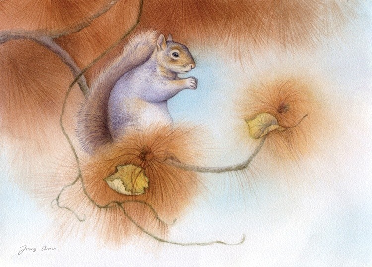 Autumn Come Softly, Gray Squirrel