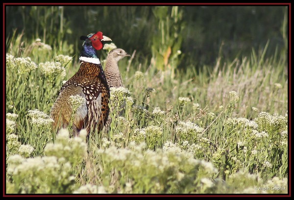 Rooster and Hen