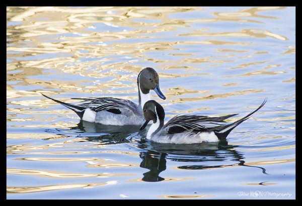 Northern Pin Tail