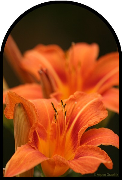 Orange Marmalade
