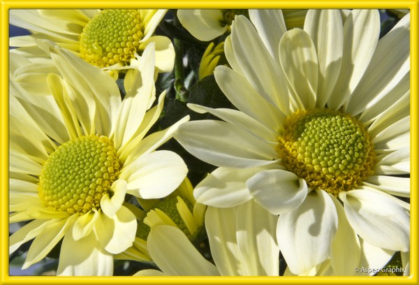 Mother's Day Mum