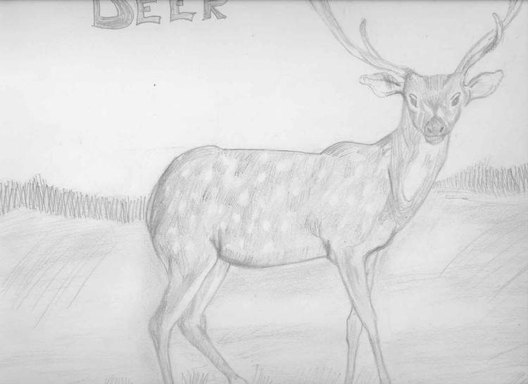 Deer
