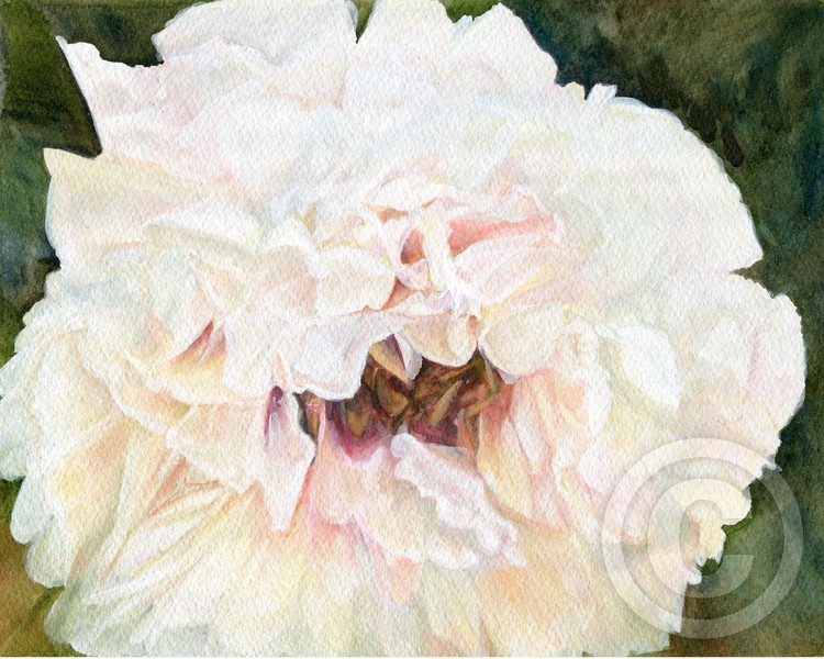 White Peony 