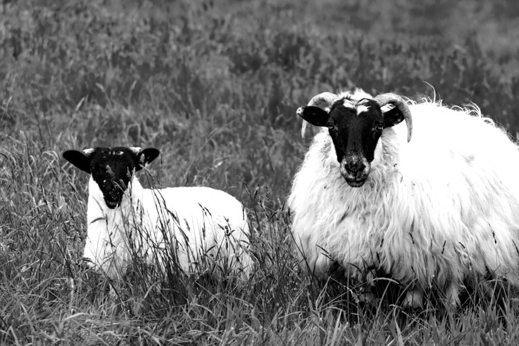DSC 3848bw
