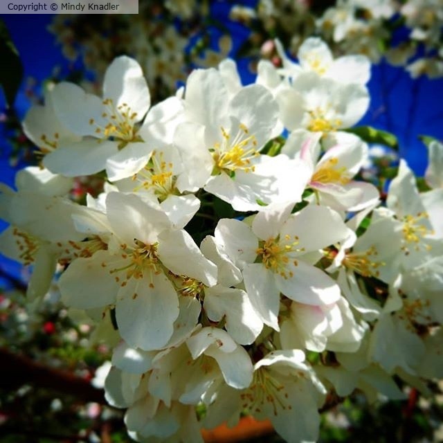 white petals