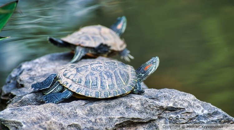 Turtle in the Sun