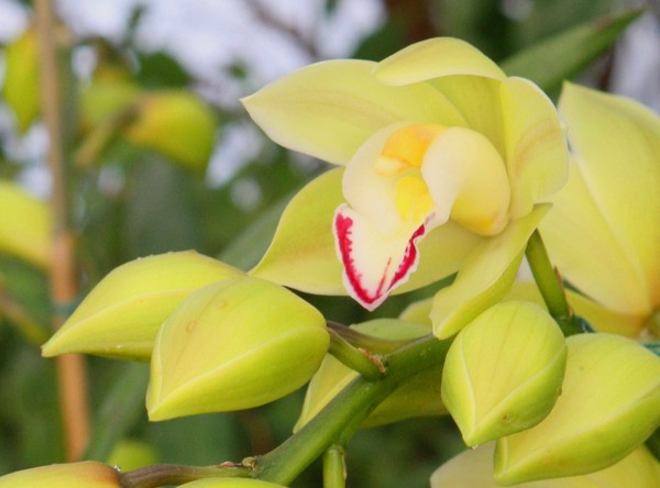 Stony Hill Orchid 09