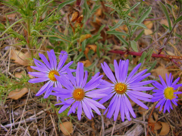 A Touch of color