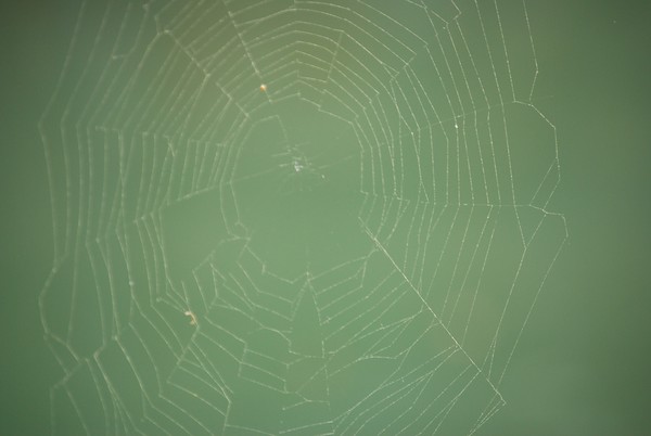 green web