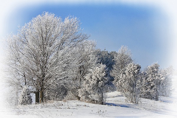 Frosty Morning