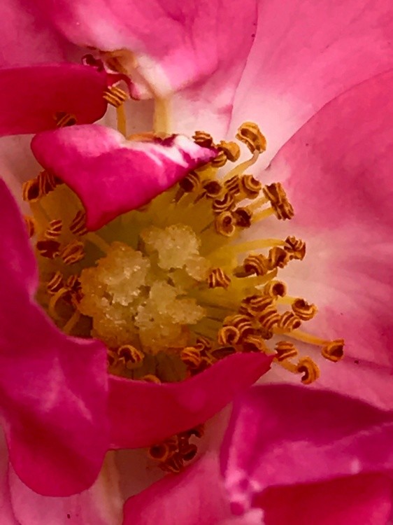 Flor5