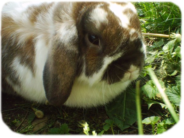 Pip 2