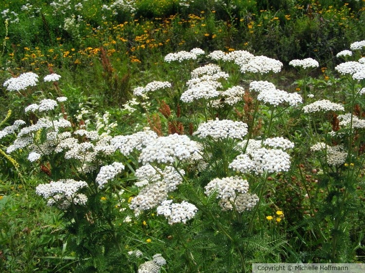 Wild Flowers