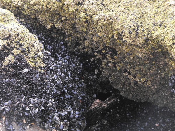 Grandmother Sea