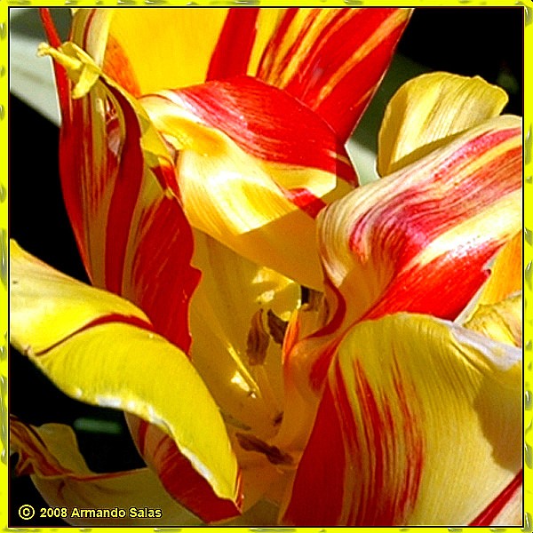 Waves of gold and blood