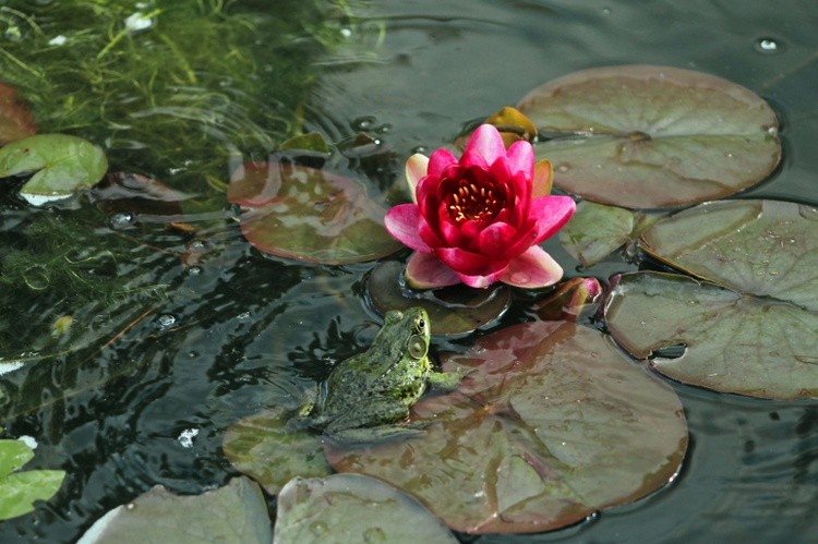 frog a lilly