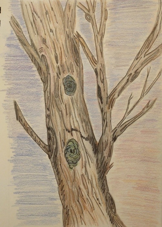 OldTree