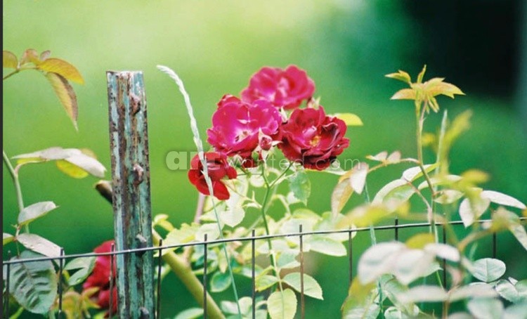 Wild Wild Summer Roses
