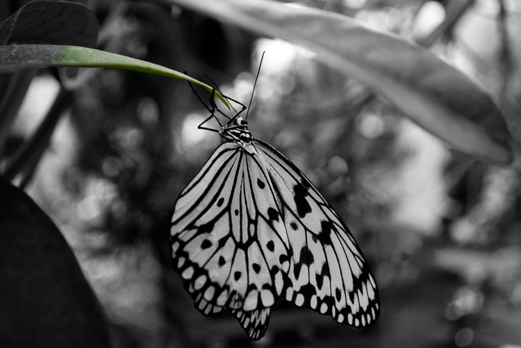 BW Butterfly