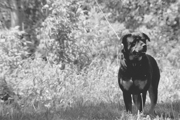 Tula