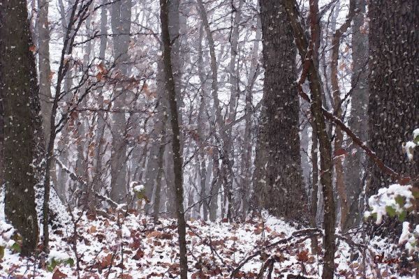 Winter Wood