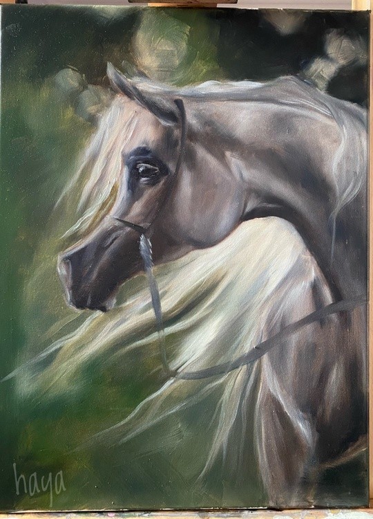 Arabic horse