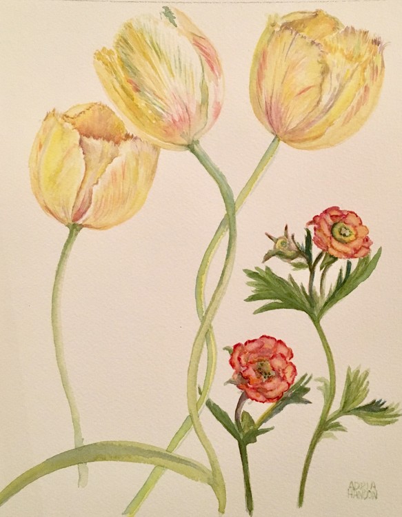 Tulips and tea roses 
