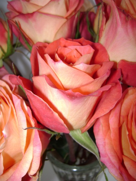 Orange Roses