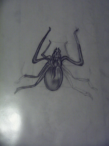 spider