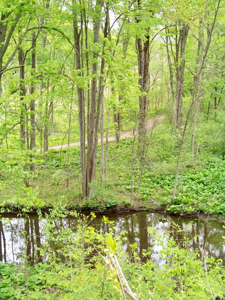 Stoney Creek in May