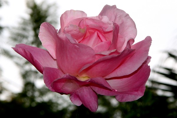 Pink Beauties