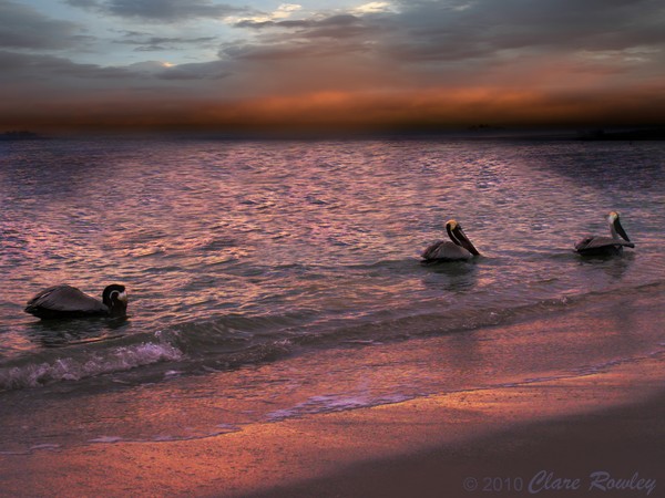 Pelican Sunset