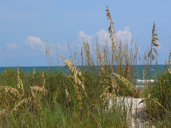 SEA OATS AND SAND2