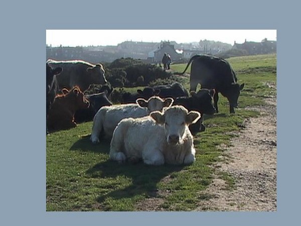 275. CRASTER CATTLE.