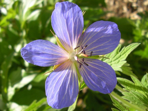 Purple Flower