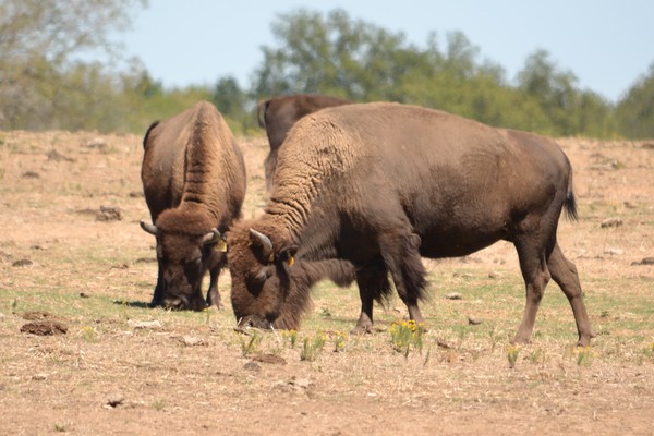 Where the buffalo roam