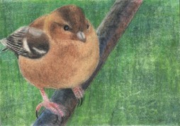 Bird on a Branch II - ACEO