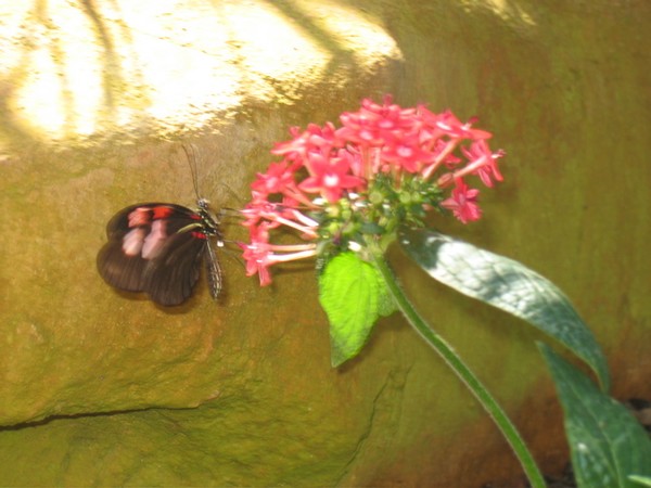 My Private Flower