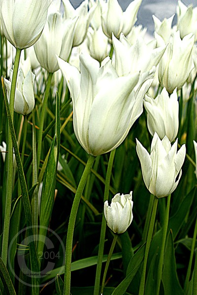 White Trumpeters