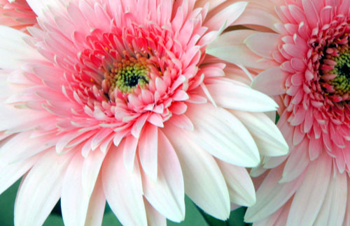 Daisies Pink Duo