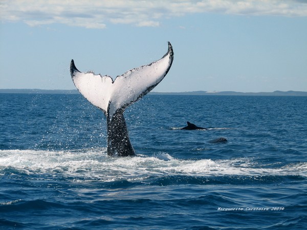 Under the Whale