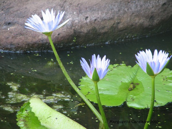 Beauty in Contrast
