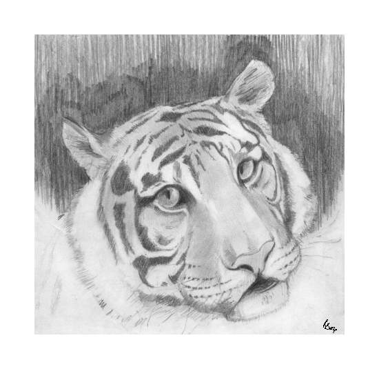 Tiger Sketch